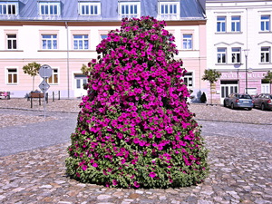 Petunias en la ciudad - parterre vertical