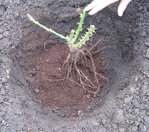 Plantera rosor i öppen mark