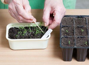 Tidspunktet for plukking av frøplanter av petunia blomster