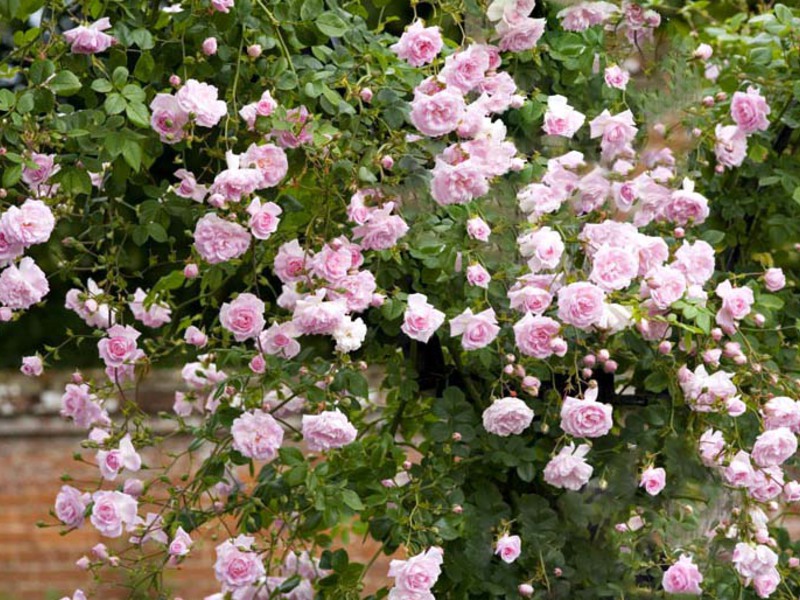 Como e onde plantar rosas