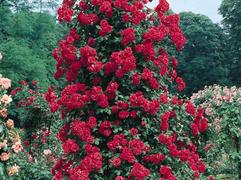 Kā audzēt kāpšanas rozes