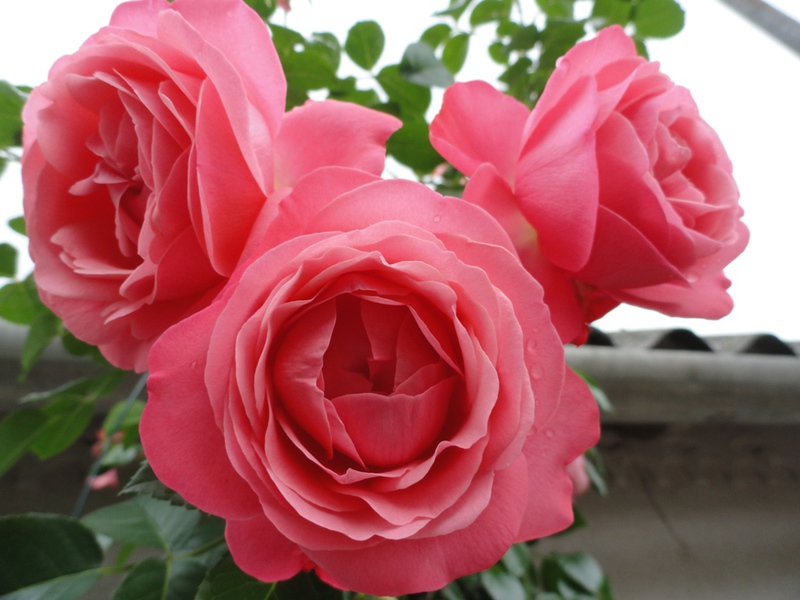 Variedade de rosas de jardim