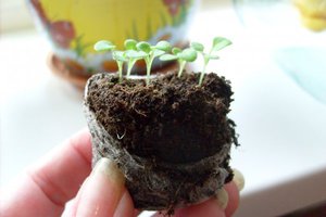 Reglas para cultivar plántulas de petunia en tabletas de turba.