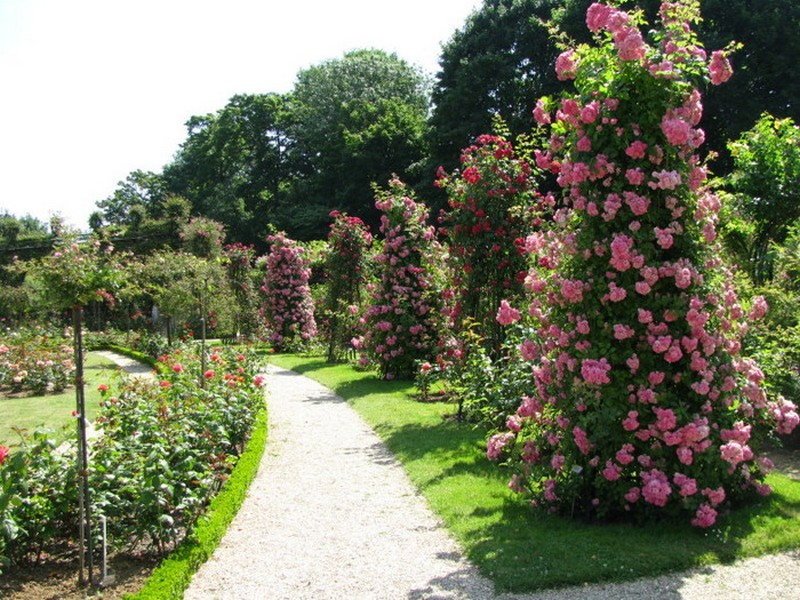 Kā kāpšanas rozes aug