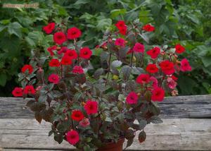 Achimenes a fiore piccolo