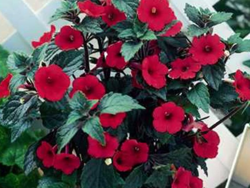 Achimenes hybrid sort