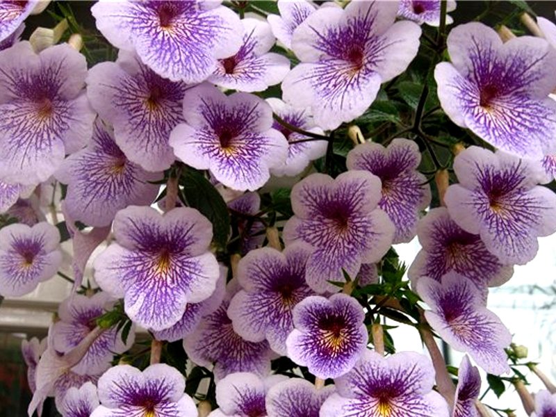 Aquimenes com flor pequena