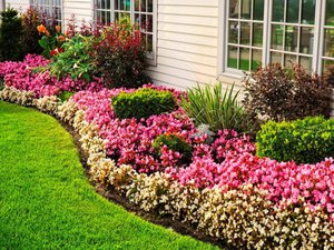 Jardim de flores de plantas raquíticas