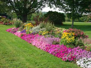 Typer og sorter af lavvoksende blomster