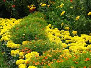 Flores anuales de bajo crecimiento