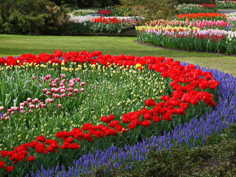 Sélection de fleurs annuelles