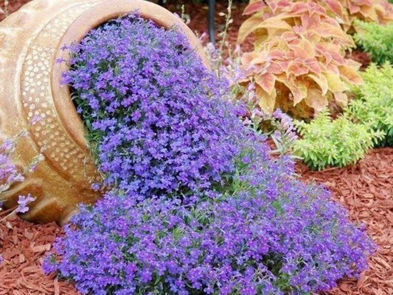 Selección de flores anuales de bajo crecimiento.