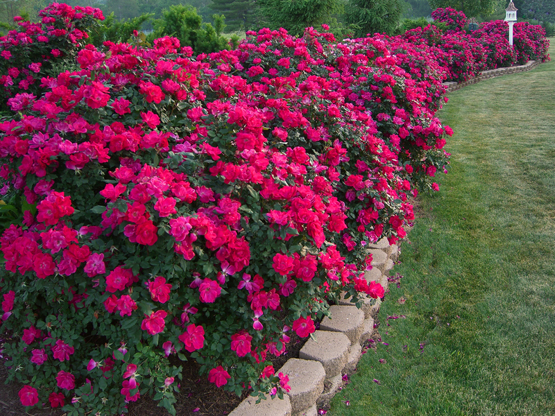 Flores de tubérculo