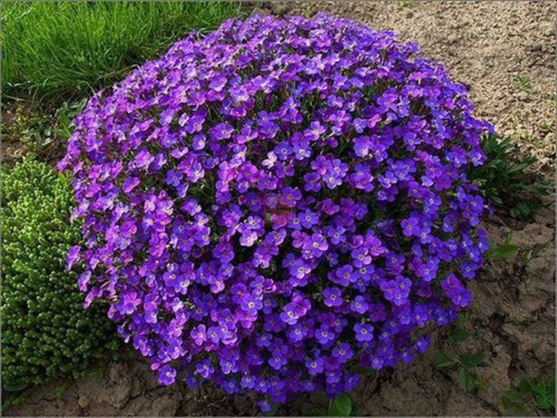 Cuidando las flores de bajo crecimiento