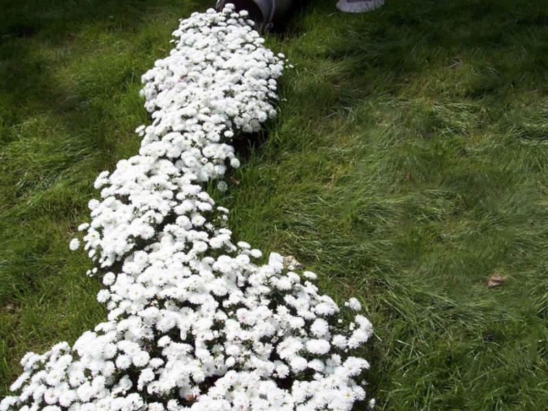 Sådan dekorerer du en blomsterbed med stuntede planter