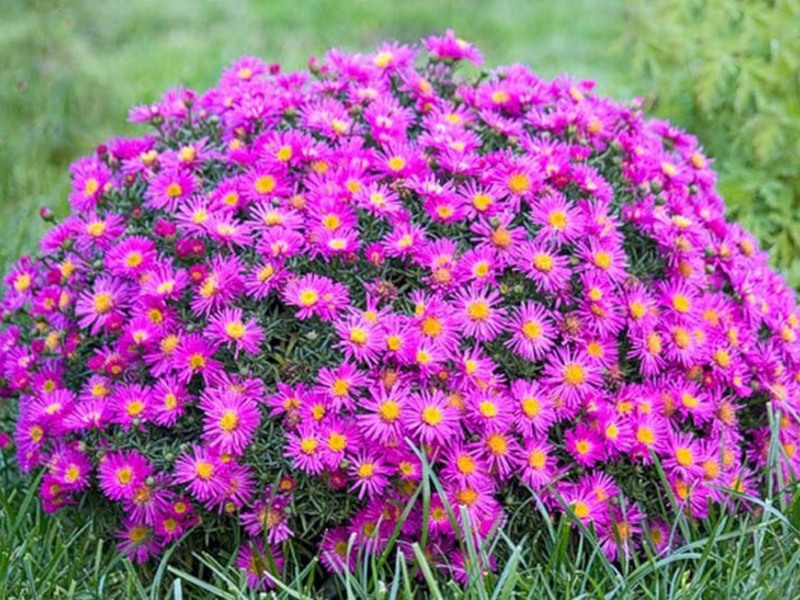 Sådan oprettes en blomsterhave