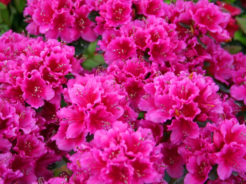 Jardin de fleurs à croissance basse