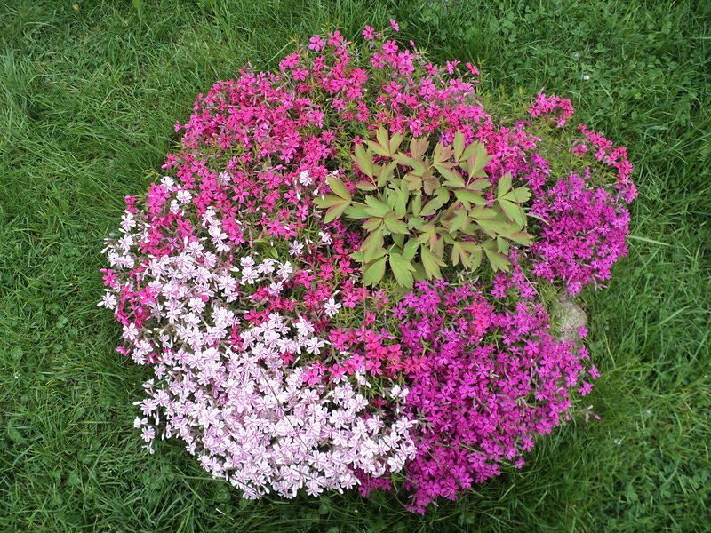 Hoe maak je een bloembed van ondermaatse bloemen