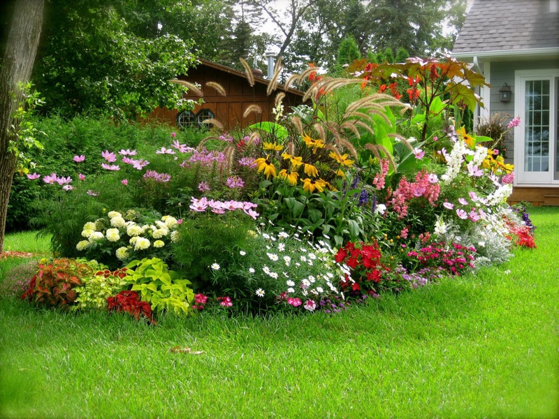 Flores de tubérculo