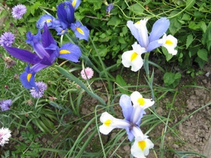 Plantning og voksende iris