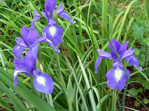 Hollandsk iris plejer