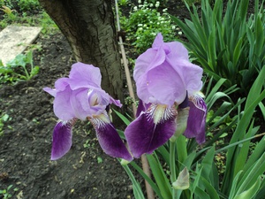 Hoe bolbloemen te planten