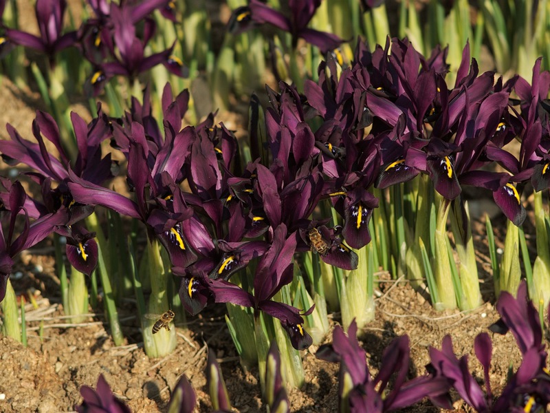 Regels voor het planten van bollen