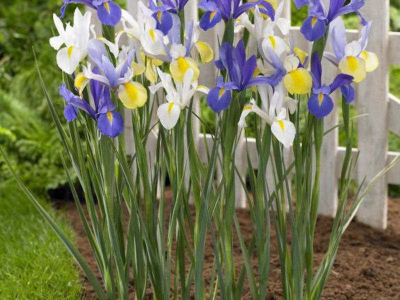 Sådan plantes hollandske iriser