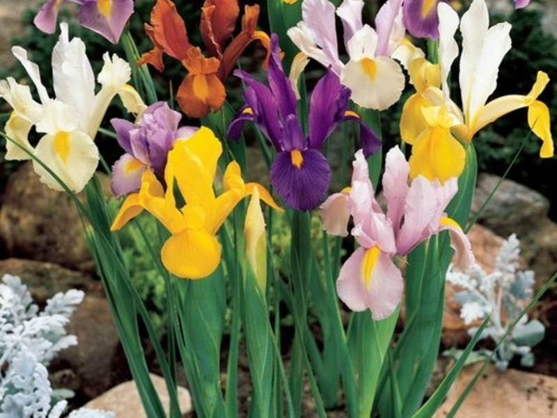 Tubérculos de iris holandeses