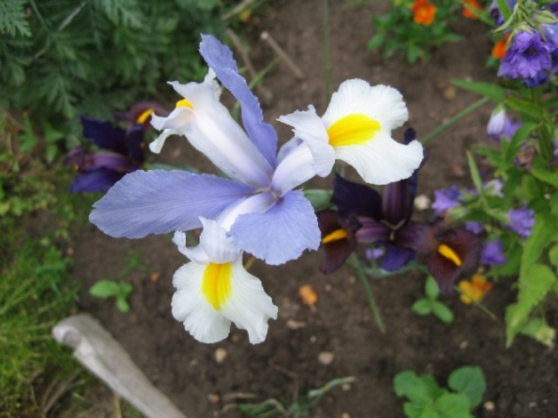 Blomstrende iris