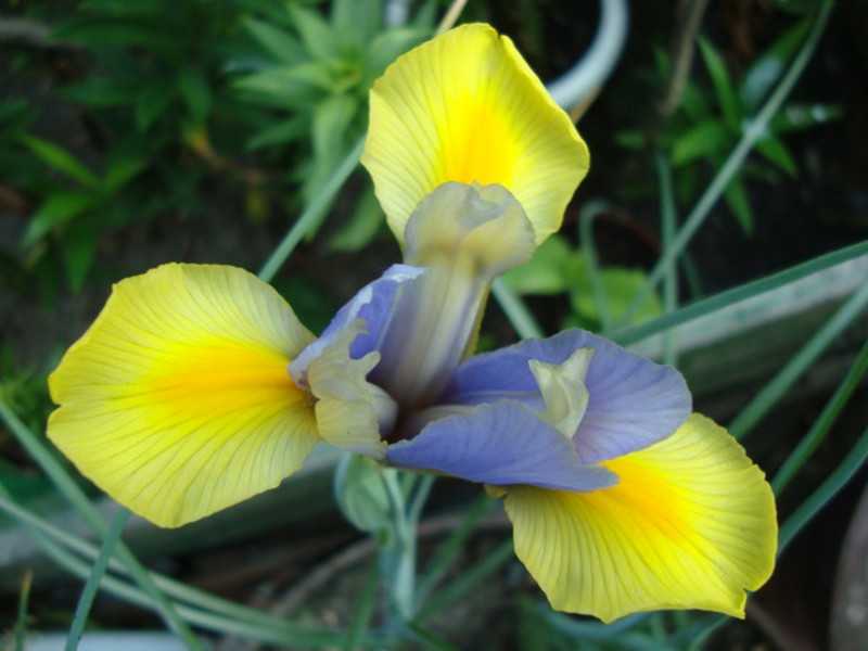 Bulbous iris