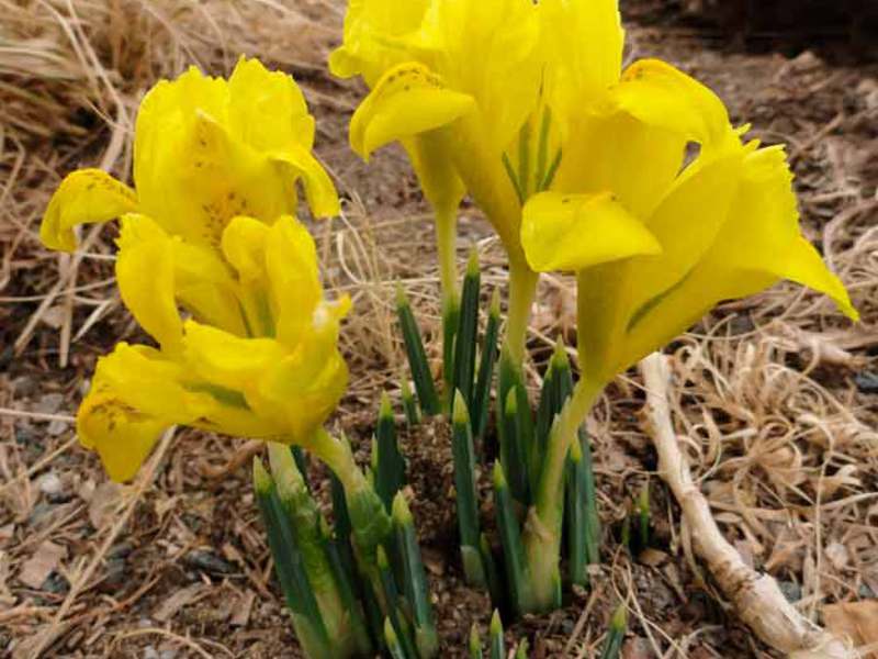 Hollandse irissen in de tuin