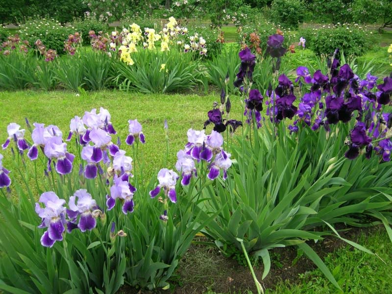 Dutch irises