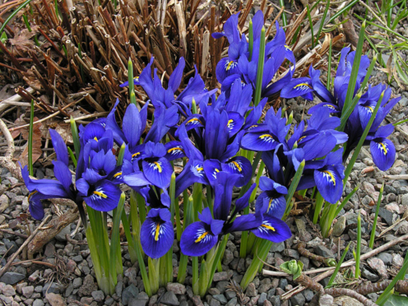 Riktig planting av løkformede blomster