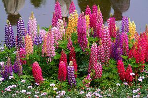 Delphinium planten en verzorgen