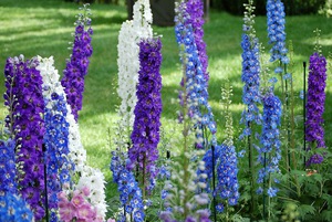 Delphinium audzēšanas apstākļi