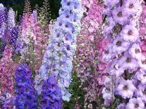 No canteiro de flores delphinium