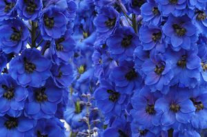 Delphinium planting og stell