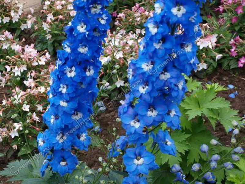 Labākās daudzgadīgo delphinium šķirnes