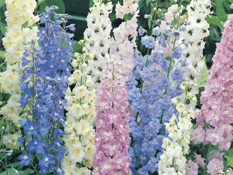 Description of the delphinium flower