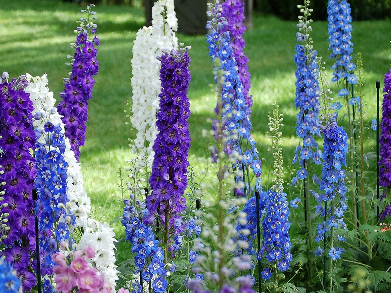 Kuinka hoitaa monivuotinen delphinium oikein