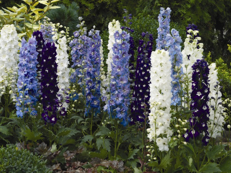 Delphinium av hageblomst