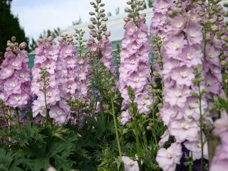 Výsadba a starostlivosť o delphinium