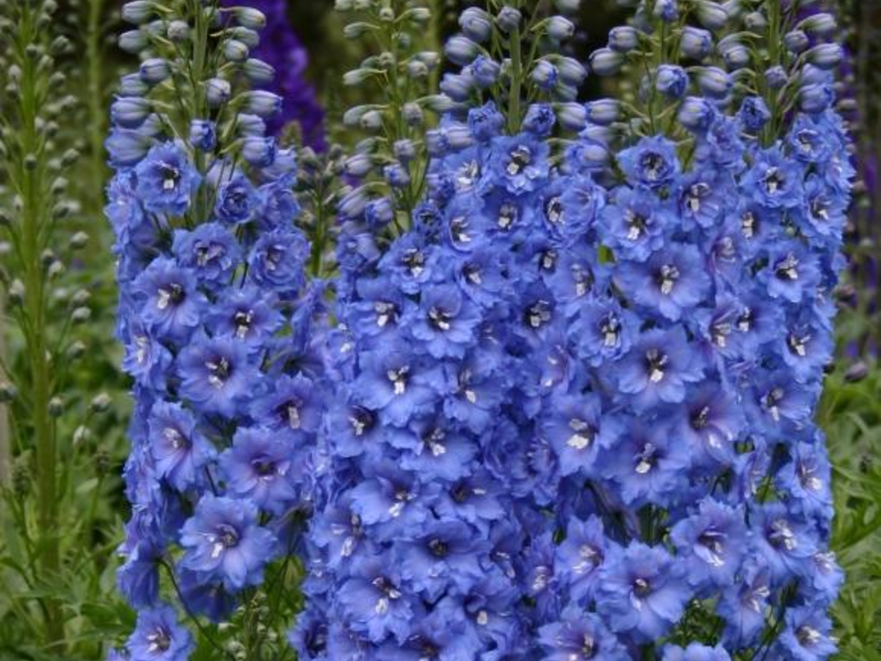 Delphinium puķu dobē.