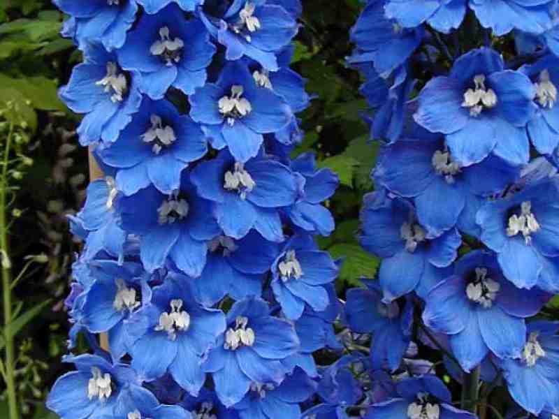 Hvordan ser et delphinium ut