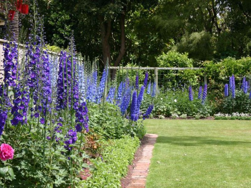 Planter une fleur avec des graines