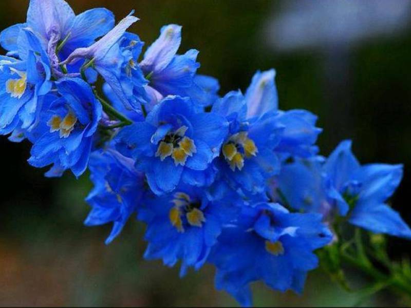 Description du delphinium