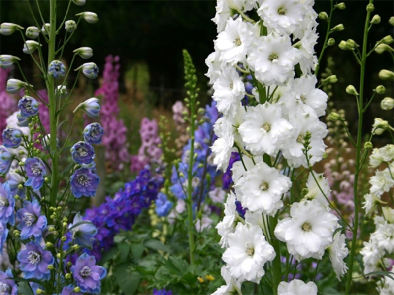 Hoe het delphinium groeit