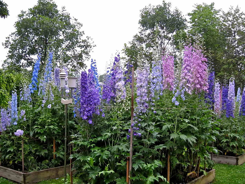 Delphinium - pasaku zieds