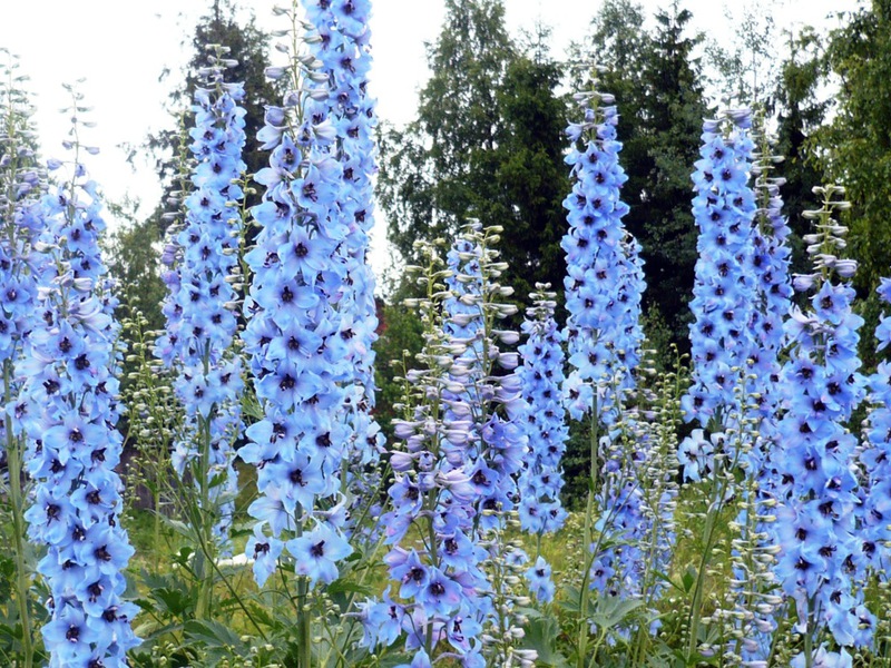 How to properly care for a delphinium